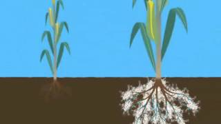 Mycorrhizae Helps Reduce Drought Stress [upl. by Assetak544]