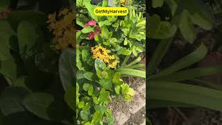 Ixora Flower Care  Beautiful Permanent Flowering Plant [upl. by Noe]