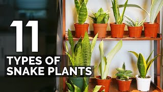 11 Snake Plant Varieties to Add To Your Collection ASAP [upl. by Silverts654]