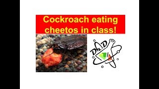 Cockroach eating Flamin Hot Cheetos in class [upl. by Alvord742]