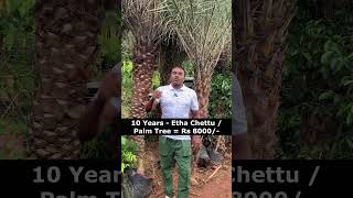 10 Years  Etha Chettu  Palm Tree Rs 8000  Kadiyam Sri Venkata Durga Nursery Hyderabad kallu [upl. by Bencion]