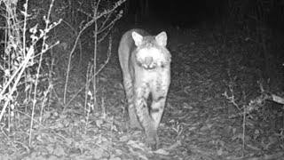 Backyard Trail Cam Bobcats Screaming Mating Calls [upl. by Suu]