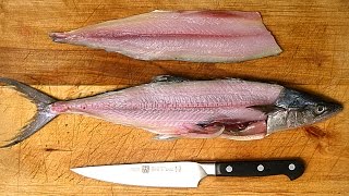 How to Fillet a Fish [upl. by Aeriel]