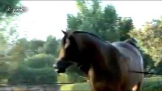 Polish Arabian Horses Polskie Konie Arabskie [upl. by Enelez]