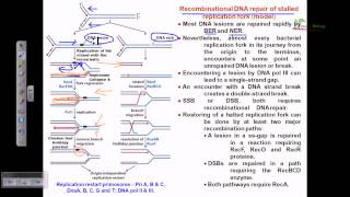 Recombinational repair of stalled replication fork [upl. by Illil]