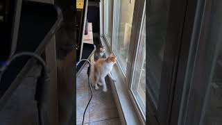 Betty and Chester trying to catch a lizard on the screen outside cat lizard catvideos [upl. by Rus454]