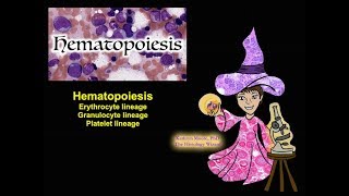 Hematopoiesis Erythrocyte Granulocyte and Platelet Lineages CC [upl. by Attezi114]