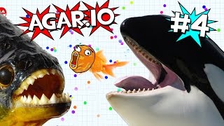 LA TRAMPA DEL 2 VS 1  AGARIO 4 [upl. by Etteiram]