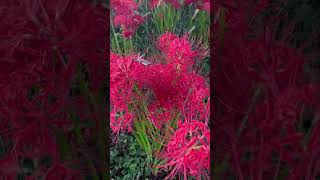 Red￼ spider lilylycoris radiatanaturephotography automnsakuraflowersname [upl. by Manoff]