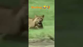 Lion vs warthog V16 [upl. by Toddie]