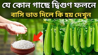 গাছে বাসি ভাত দিলে কি হয় দেখুন  যে কোন গাছে দ্বিগুণ ফলন হবে  মাত্র ১৫ দিনে গাছে প্রচুর ফুল আসবেই [upl. by Ahseei]