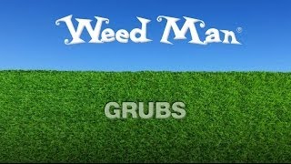 Grubs  Weed Man Lawn Care USA [upl. by Ethelstan460]