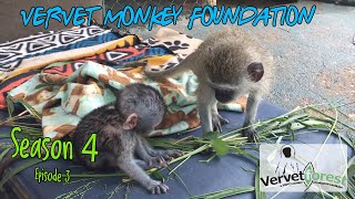 Floki surgery a success Cupcake gives best friend support new baby monkey arrives [upl. by Bratton]