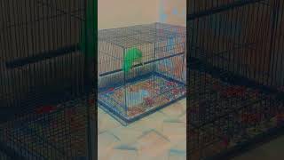 Methu play with stick in cage🤩🤩 parrotentertainment funny parrot birds [upl. by Sivat]