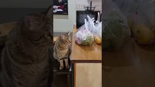 scanner catmost viral cat videoCat memecat videos funny shortcurious catscute cat videosgato [upl. by Limay]