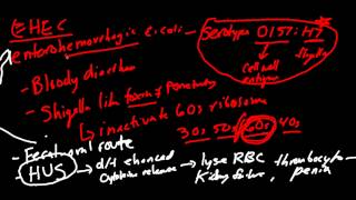 EColi ETEC EPEC EIEC and EHEC [upl. by Bindman]