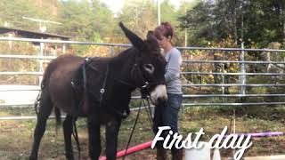 Donkey Driving Training Jaspers Case Study [upl. by Clo]