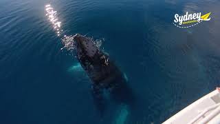 Hervey Bay Whale Watching  Sydney Weekender [upl. by Anaira]