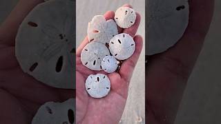 Sand Dollars 😍 sanddollar seashells [upl. by Atolrac]