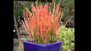 Succulent Sticks on Fire for Hot Garden Color [upl. by Jew182]