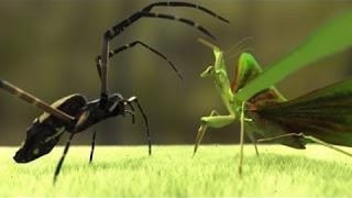 Black Widow vs Praying Mantis Spiders infest my house 12 [upl. by Eellehs290]