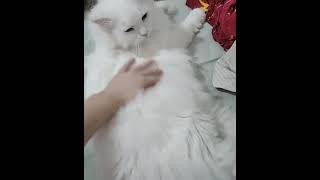 So much floofHad to share the floof catzdogzworldchannel catzdogzworld puppy cutecat kitten [upl. by Kifar]