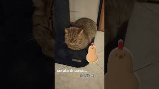 CAMILLOS CHILLING cat gattidivertenti funnyvideo catlover pets catshorts funnycats camillo [upl. by Lamag]