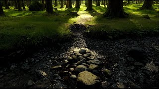 Forest sounds  Relaxing sounds of nature  Episode 4 Gougane Barra with streamingbirds [upl. by Watkins290]