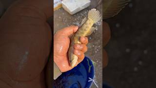 Anaconda big fish 🎣🦈😦  fishing fish fishlovers viralshort viralvideo [upl. by Kaz]