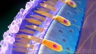 Utricle and Saccule balance and equillibrium semicircle canals [upl. by Htiderem]