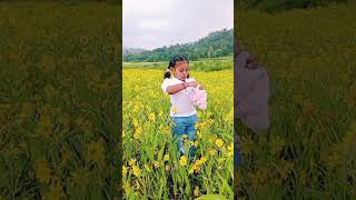 Yellow flower farm nature agencies reha shortvideos [upl. by Etteval]