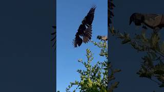 Recall Eagle from the tree training 🦅youtube like live youtubeshorts ytshorts subscribe [upl. by Mannuela999]