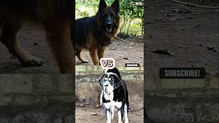 Which Dog breed is Powerful germanshepherd vs himalayansheepdog shorts ytshorts [upl. by Sherar]