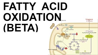 Fatty Acid Beta Oxidation [upl. by Einaj798]