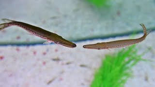 My Pet Alligator Gar Are Growing Up [upl. by Mikahs]