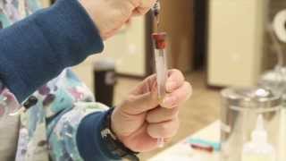 Basic Blood Collection  Veterinary Technician Training [upl. by Conrade]