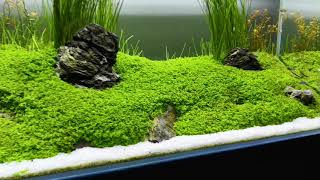 Aquascape monte carlo tank 90cm timelapse [upl. by Euqinomad447]