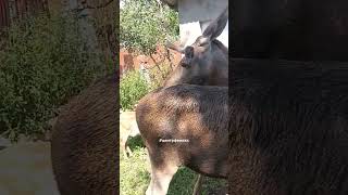 big moose amp small roe deer центрфеникс wildanimals [upl. by Finny]