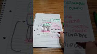 repaso esquema de paredes cardiacas epicardio miocardio y endocardio [upl. by Weld865]