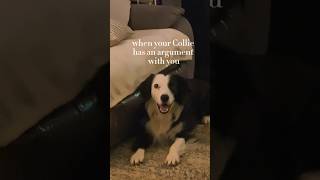 When a border collie has an argument with you [upl. by Zeralda]