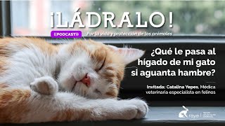 ¡Ládralo  En Vivo  ¿Qué le pasa al hígado de mi gato si aguanta hambre [upl. by Negiam]