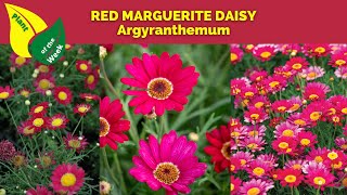 RED MARGUERITE DAISY  Argyranthemum [upl. by Sirtemed]