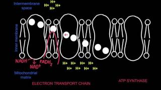 82 Electron Transport Chain and Chemiosmosis [upl. by Seyer]