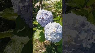 Hortensia flors flowers flor garden [upl. by Os]