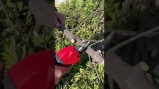 Pruning shears are easy and efficient and they are worth having [upl. by Imoyn]