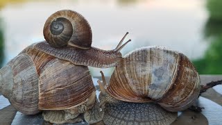 Meine Schnecken🐌🐚İnfo über Schnecken Nacktschnecken Weinbergschnecken TigerschneckenSchnecken [upl. by Ardeahp]