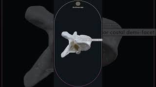 Typical thoracic vertebra T5 [upl. by Larner]