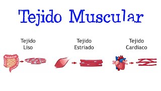 💪🏻 ¿Qué es el Tejido Muscular Tipos 💪🏻 Clasificación Fácil y Rápido  BIOLOGÍA [upl. by Inavoy]