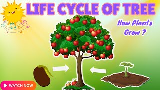 The life cycle of a tree  how does plant grow  english educational video  preschool kids song [upl. by Iaria]