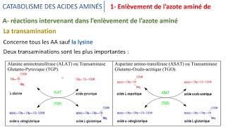 Le métabolisme des acides aminés partie 1 [upl. by Yalhsa]